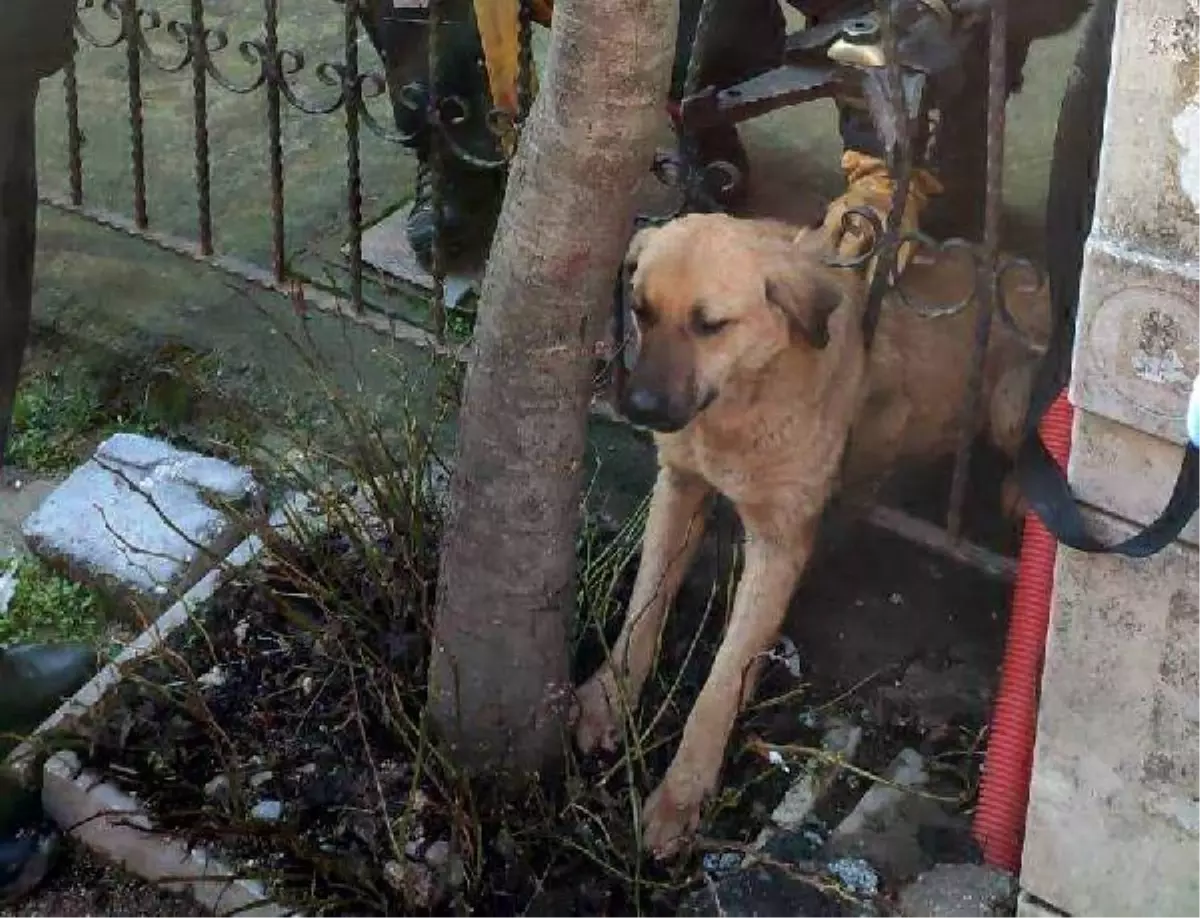 AVCILAR\'DA BAŞI DEMİR PARMAKLIKLARA SIKIŞAN KÖPEK KURTARILDI