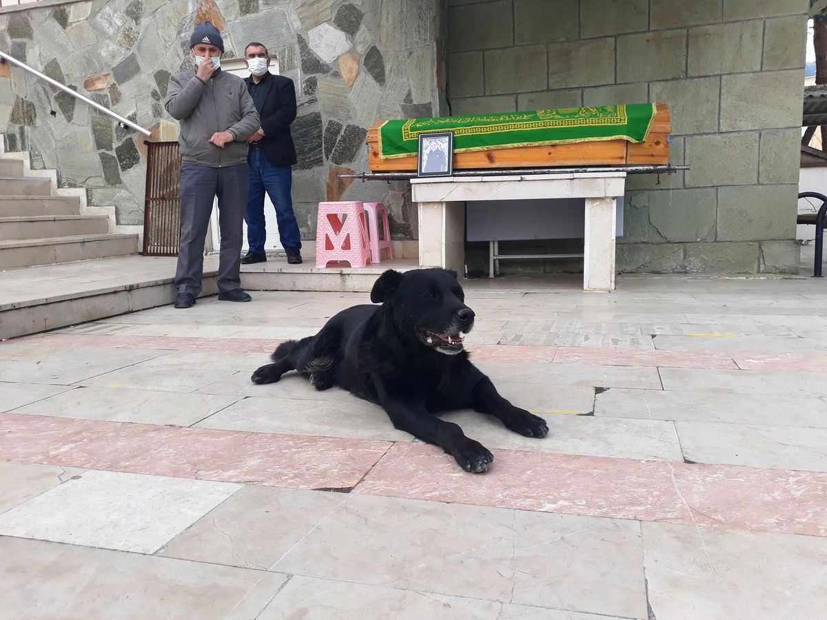 Duygulandıran vefa! "Bali" adlı köpek sahibinin tabutunun başından ayrılmadı