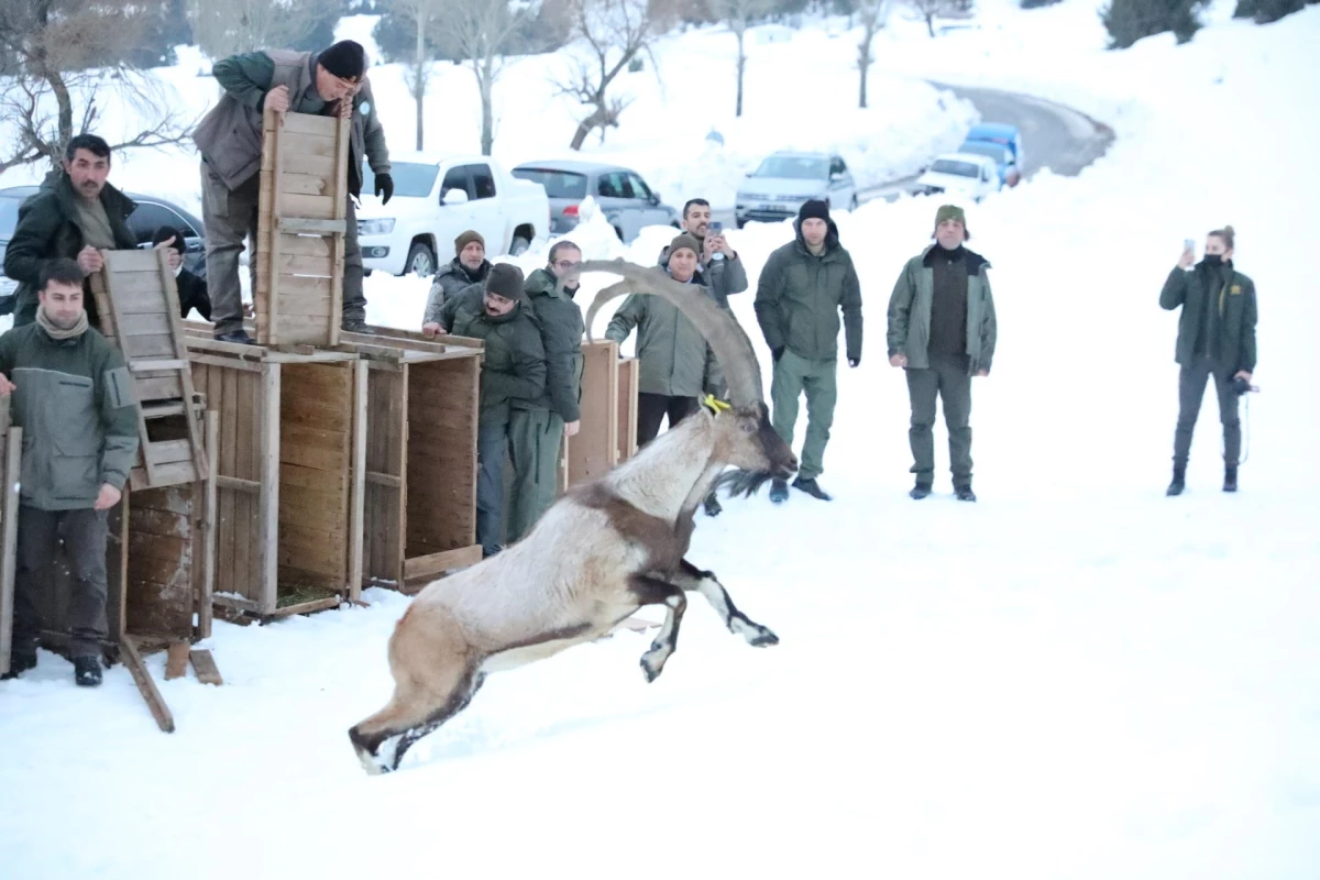 Karanlıkdere Kanyonu Tabiat Parkına 11 yaban keçisi bırakıldı