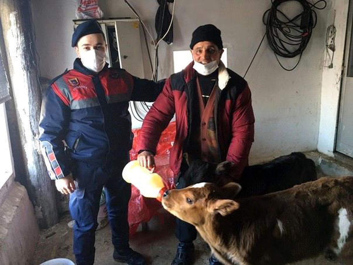 Çalınan büyükbaş hayvan jandarma ekiplerince bulunup sahibine teslim edildi