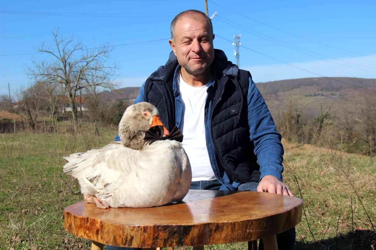 Daha önce hiç görmediğiniz papyonlu yol arkadaşı