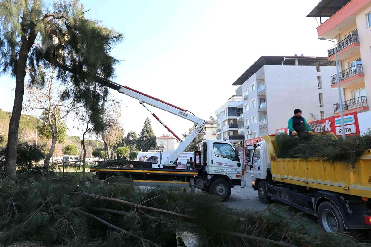 Efeler\'de budama çalışmaları devam ediyor