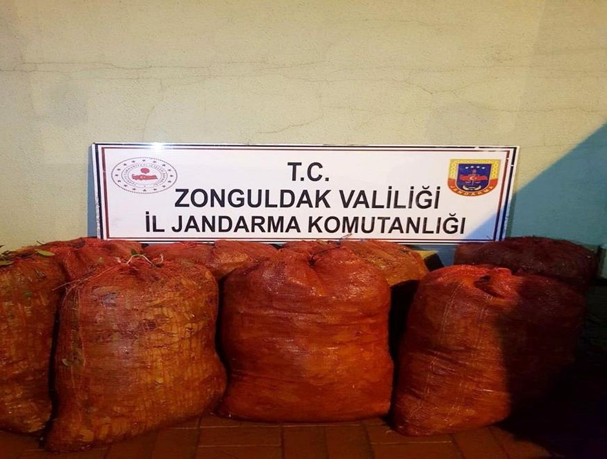 Son dakika haber! Jandarma ekiplerinde kaçak defne yaprağı operasyonu