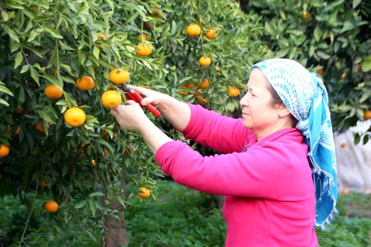 Mandalinalara dijital kimliklendirme projesi