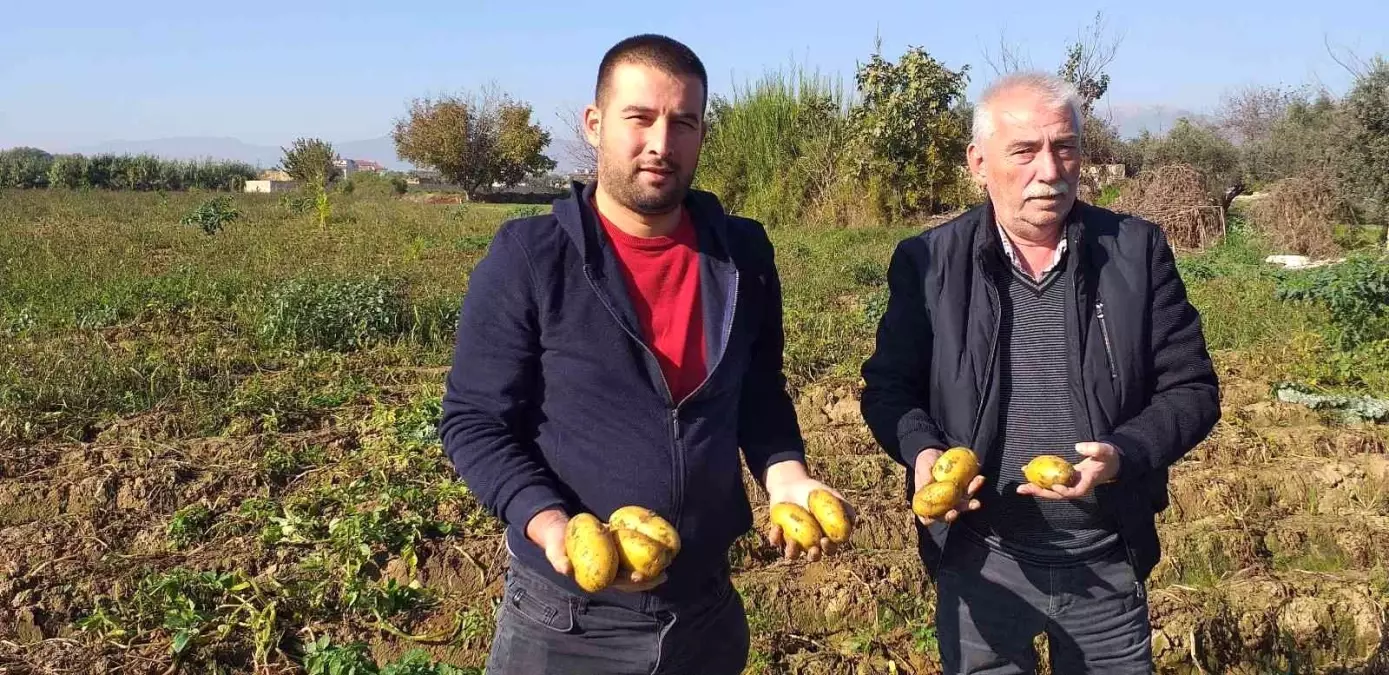 Patateste kış sökümleri devam ediyor