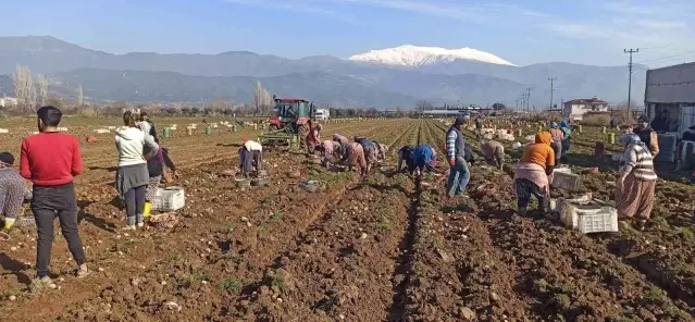 Patateste kış sökümleri devam ediyor