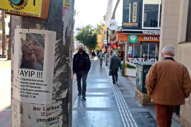 Sokak sokak geziyor, gözyaşları içerisinde ölümcül hastalığa yakalanan kedisini arıyor