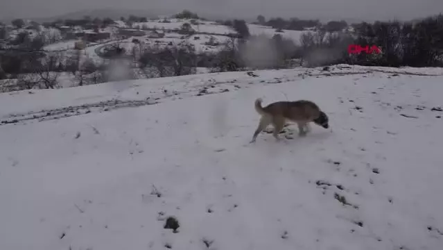 Trakya'nın yükseklerinde kar yağışı