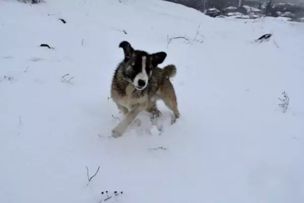 Trakya'nın yükseklerinde kar yağışı