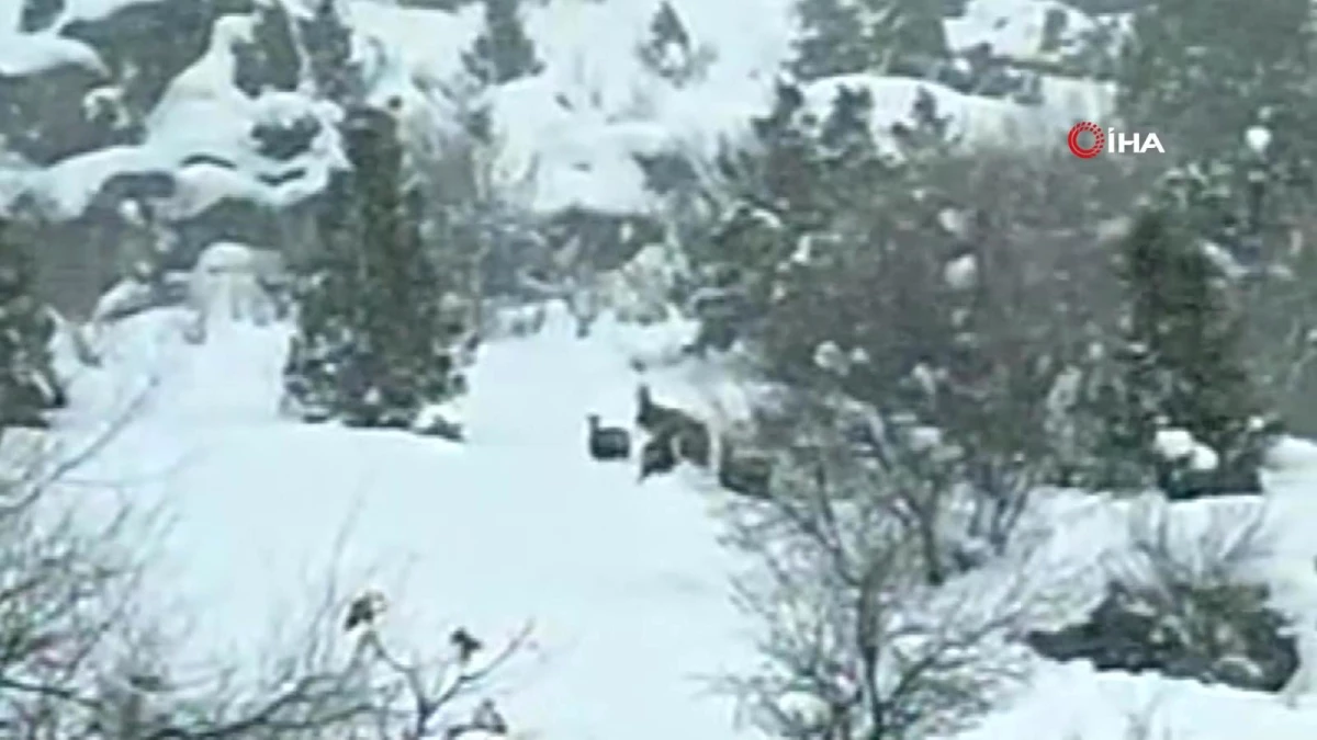 Yoğun kar altında yiyecek arayan yaban keçileri böyle görüntülendi