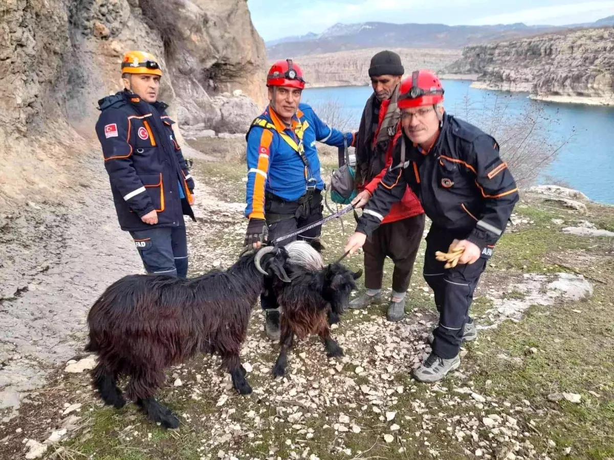 AFAD ekipleri mahsur kalan keçileri kurtardı