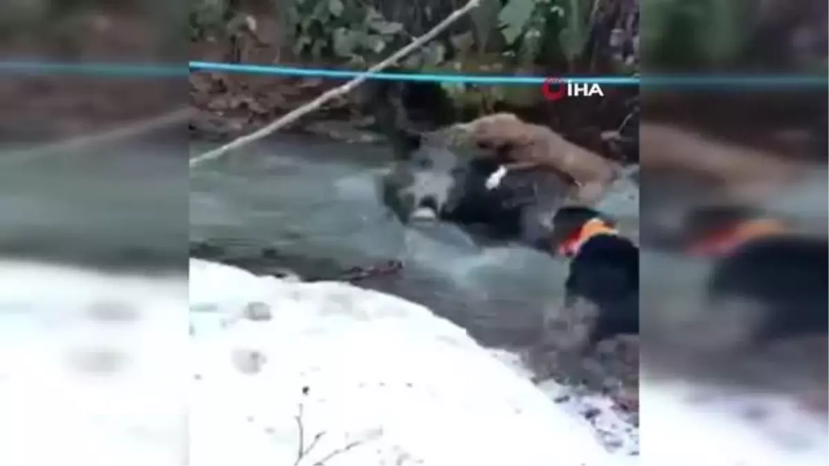 Av köpeklerinin domuzla mücadelesi kamerada