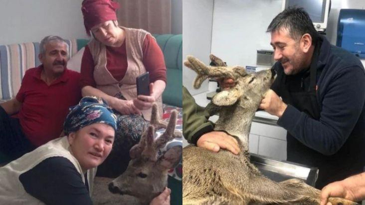 Dere kenarında buldukları karacayı evlerinin salonda ağırladılar, yaralarını sardılar, öpüp kokladılar!