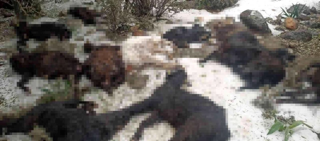 Konyaaltı'nda doludan zarar gören hayvancılara Büyükşehir'den destek