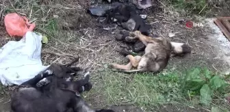 Rize'de çöpte telef olmuş 5 köpek bulundu