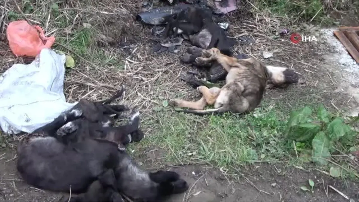 Rize'de çöpte telef olmuş 5 köpek bulundu