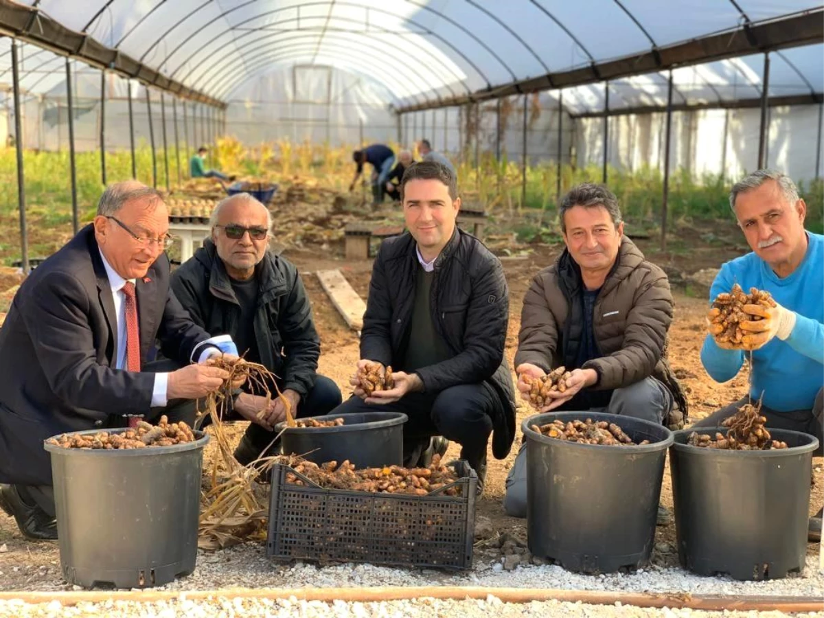 Adana\'da alternatif ürün çalışmaları kapsamında ekilen zerdeçalın hasadı yapıldı