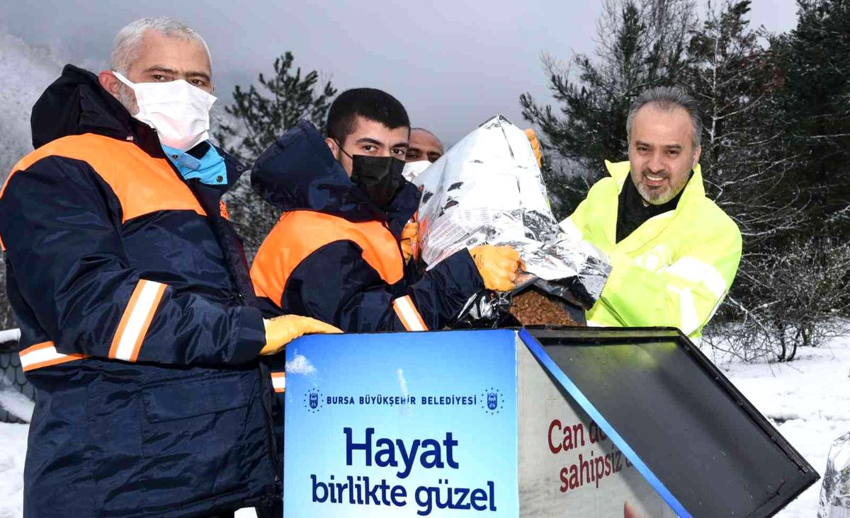 Sokak hayvanları Bursa\'da sahipsiz değil