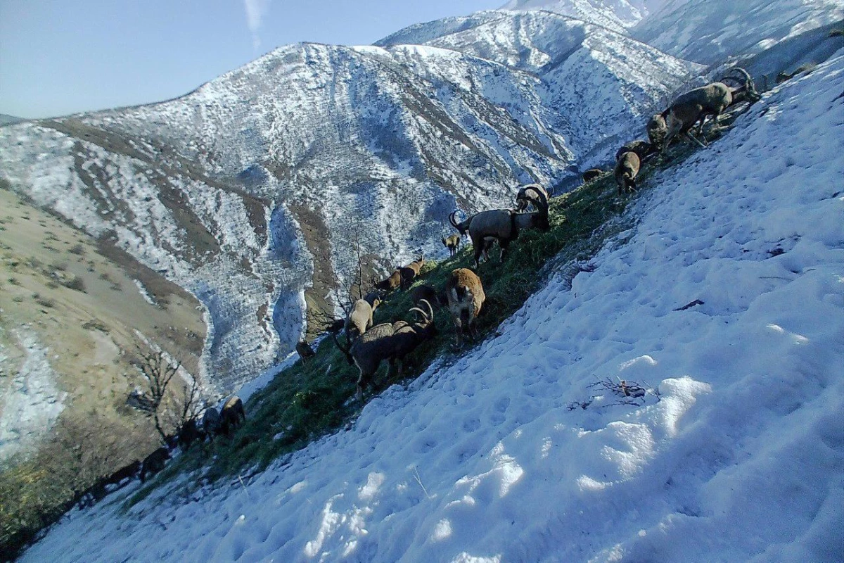 Tunceli\'de yaban keçilerinin beslenme anı fotokapana yansıdı