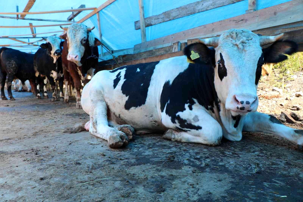 Zonguldak\'taki hayvansal üretim istatistikleri açıklandı