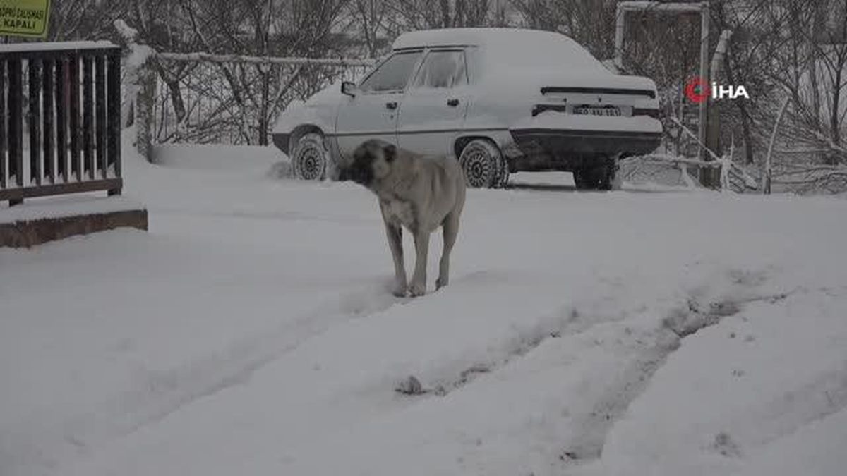 731 köy yolu araç ulaşımına kapandı