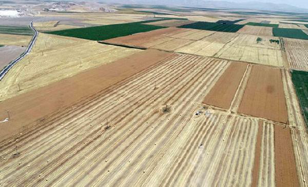 Grain exports increased by 41 percent; A record export to India