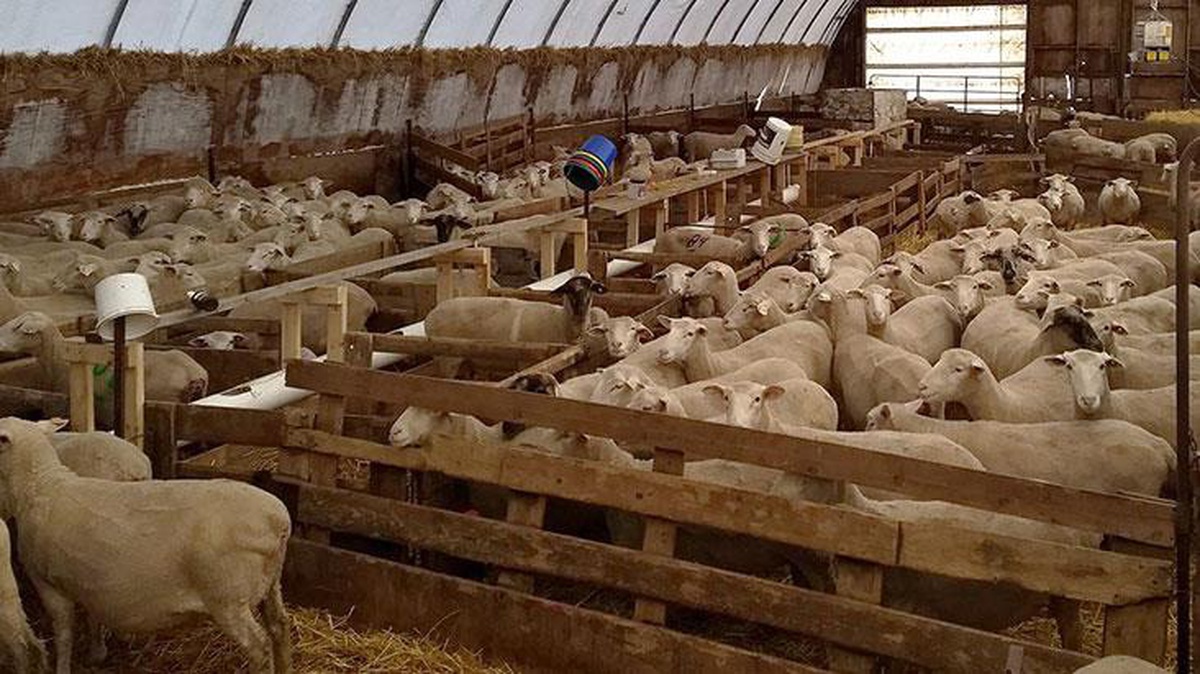 Koyunu 8 ayaklı kuzu doğurmuştu! Minik kuzu ölünce sahibi hüngür hüngür ağladı