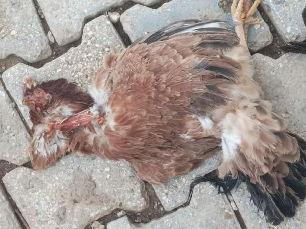 Son dakika: NUSAYBİN\'DE SOKAK KÖPEKLERİNİN SALDIRDIĞI 30 TAVUK VE ÖRDEK ÖLDÜ