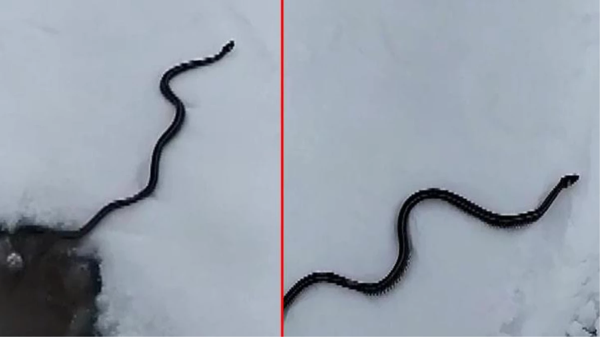 Muş\'ta ortaya çıkan yılan bilim dünyasını şaşırttı! Kış uykusunda olması gerekiyordu