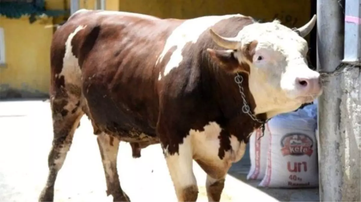 2 hırsız dana çalmaya çalıştı! Danalar daha akıllı çıktı