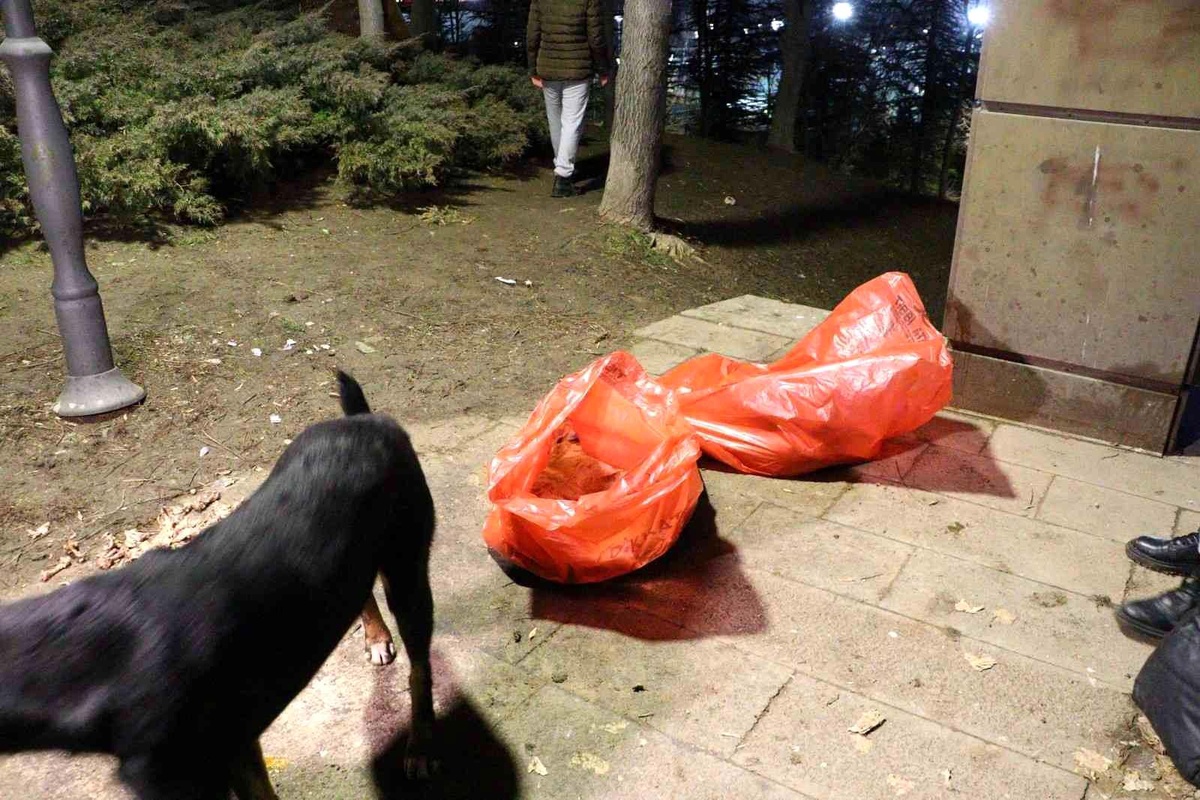 Ankara\'da bir köpek zehirlenerek telef edildiği iddia edilen 8 yavru köpeğin başından dakikalarca ayrılmadı