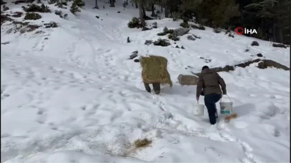 Diz boyu kar üstünde yaban hayvanları için yonca balyası taşıdı