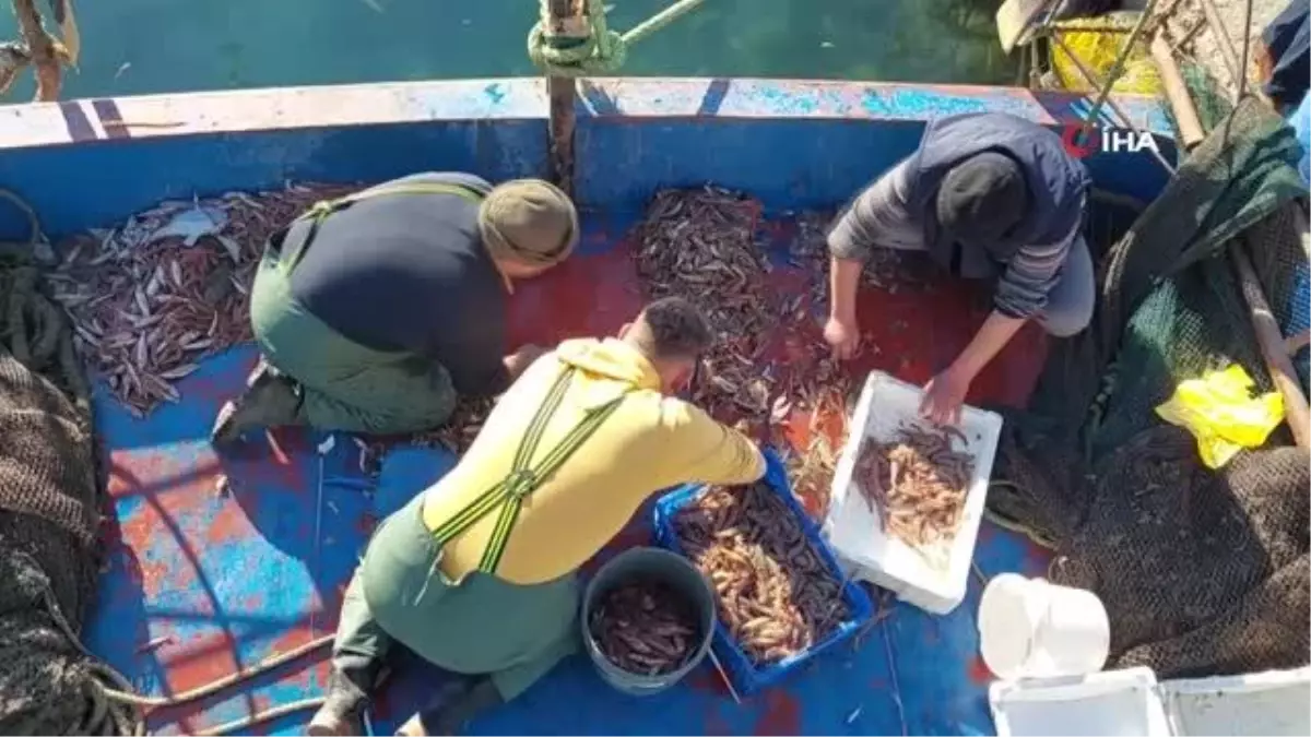 Marmara\'da kıyı balıkçılığın umudu: Karides