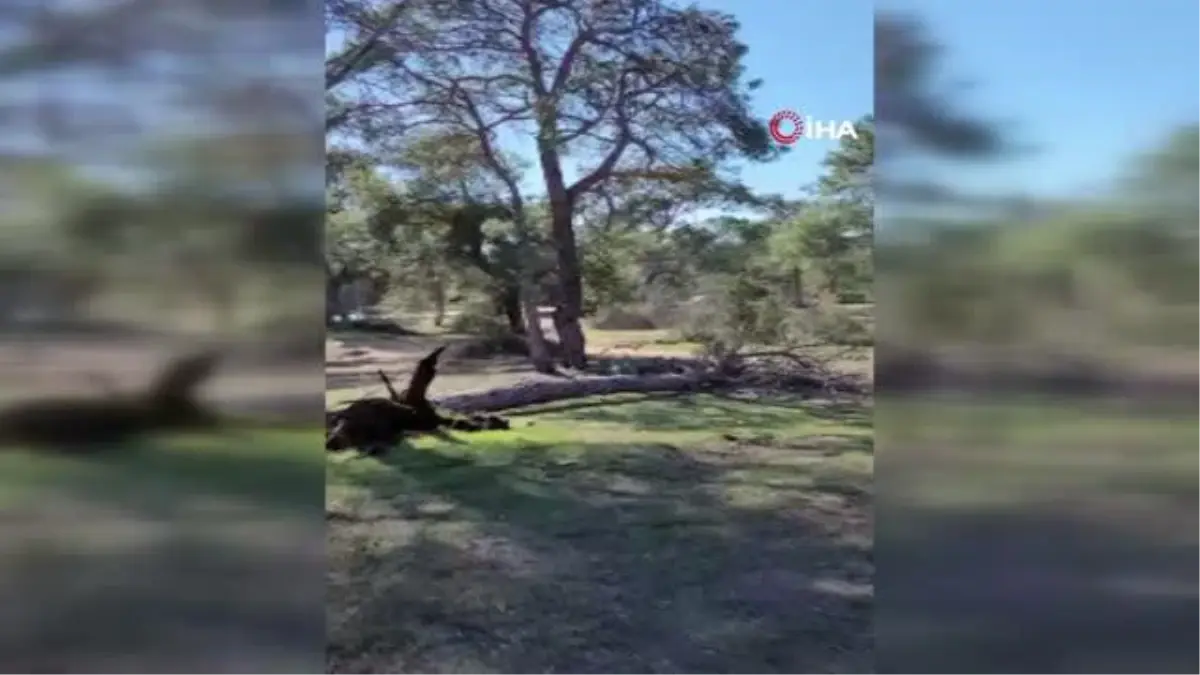 Tehlike oluşturan çam ağaçlarını canlı yayında gösterdiği anda ağaç yıkıldı