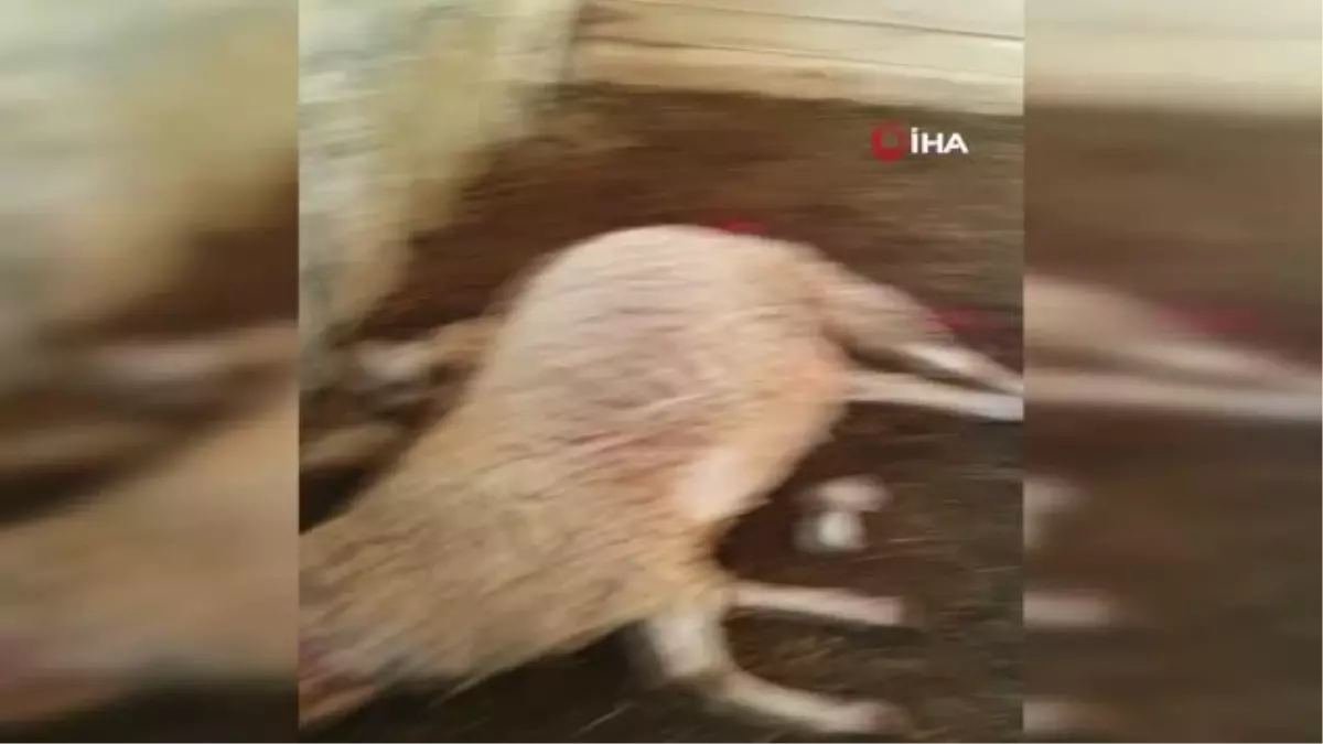 Aç kalan kurtlar ağıldaki 6 koyunu telef etti