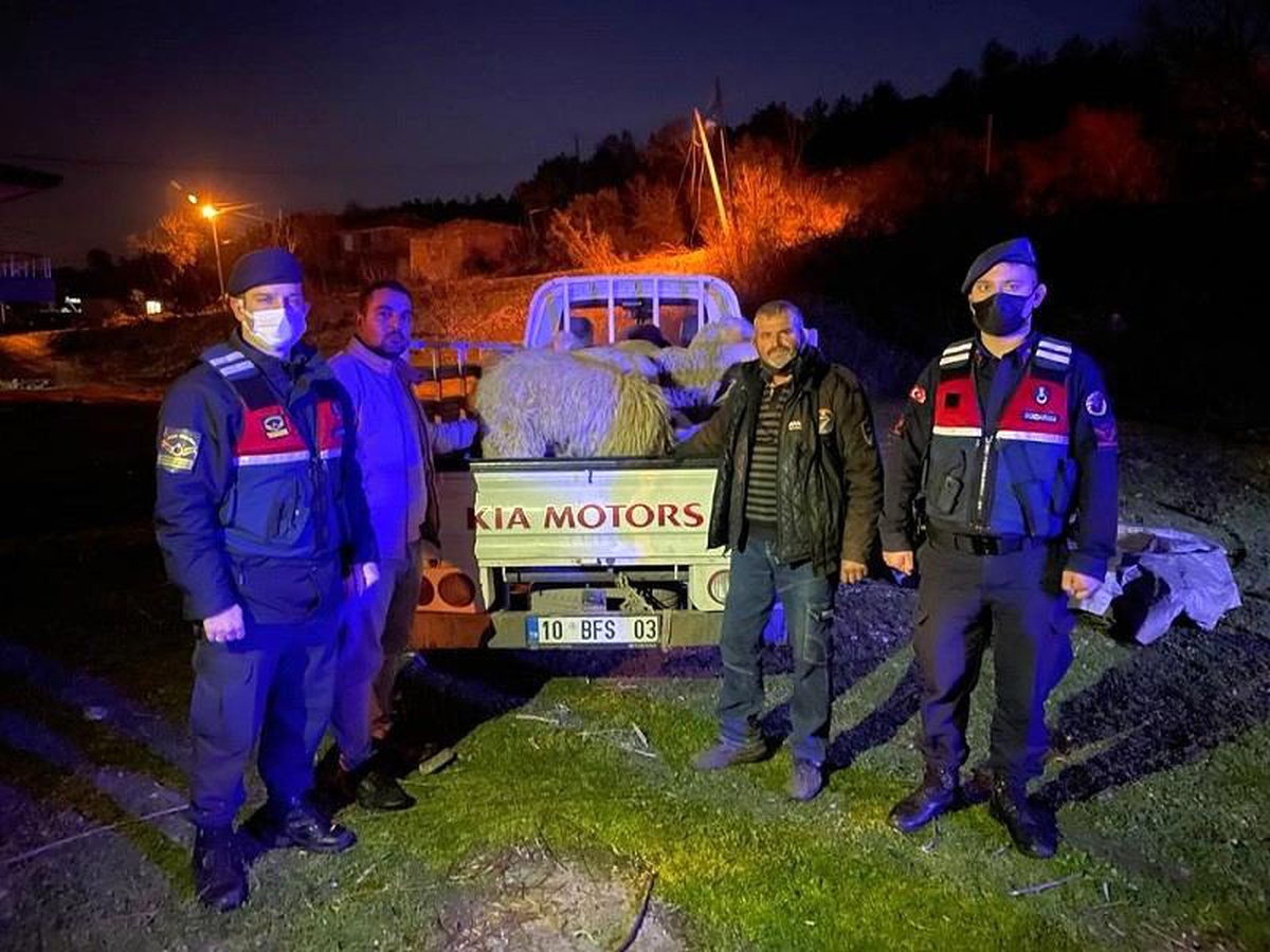 Ayvalık\'ta koyun hırsızlarına jandarma dan kaçamadı