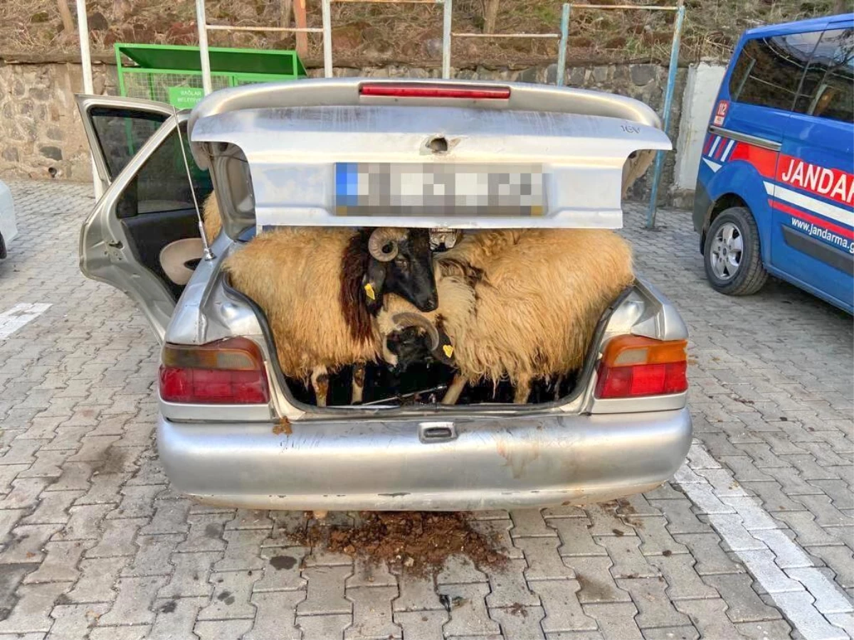 Diyarbakır\'da koyun hırsızı JASAT ekiplerinden kaçamadı