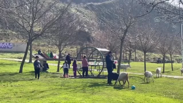 Keçi sürüsü piknikçilerin davetsiz misafiri oldu