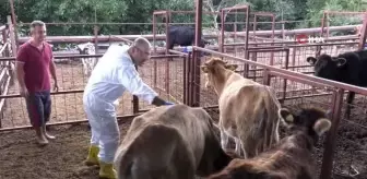 Konyaaltı Belediyesi, hayvancılıktaki uygulamalarıyla Türkiye'ye örnek oldu