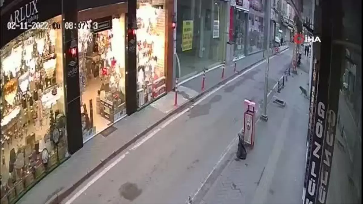 Şehre inen tilki avize dükkanına girdi, çevrede panik oluştu