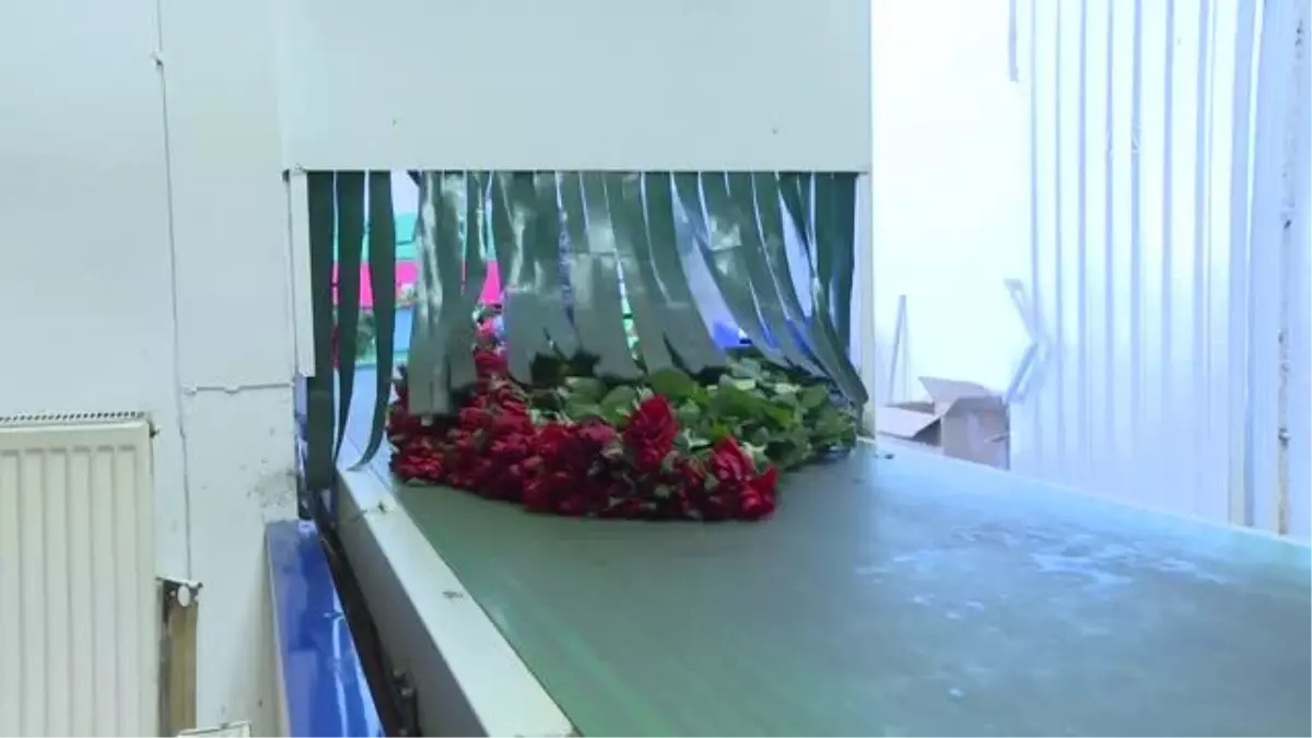 Sevgililer Günü'nün sembolü kırmızı güller 14 Şubat'ta 25-50 liradan satışa sunulacak
