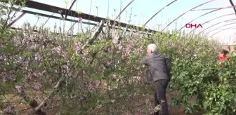 SİLİFKE'DE NEKTARİN AĞAÇLARI ÇİÇEK AÇTI