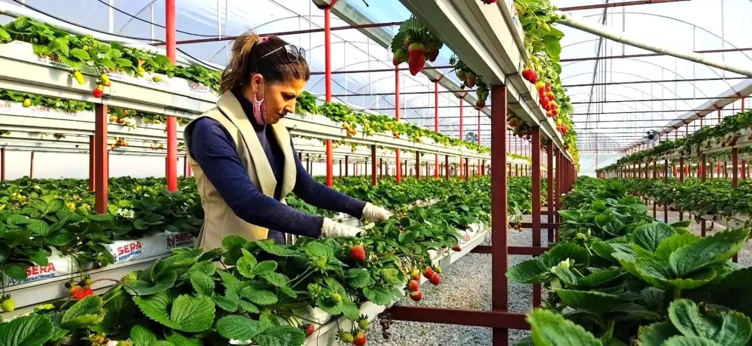 Sökeli Nilgün öğretmen seracılığa el attı, çilek üretiminde başarıyı yakaladı