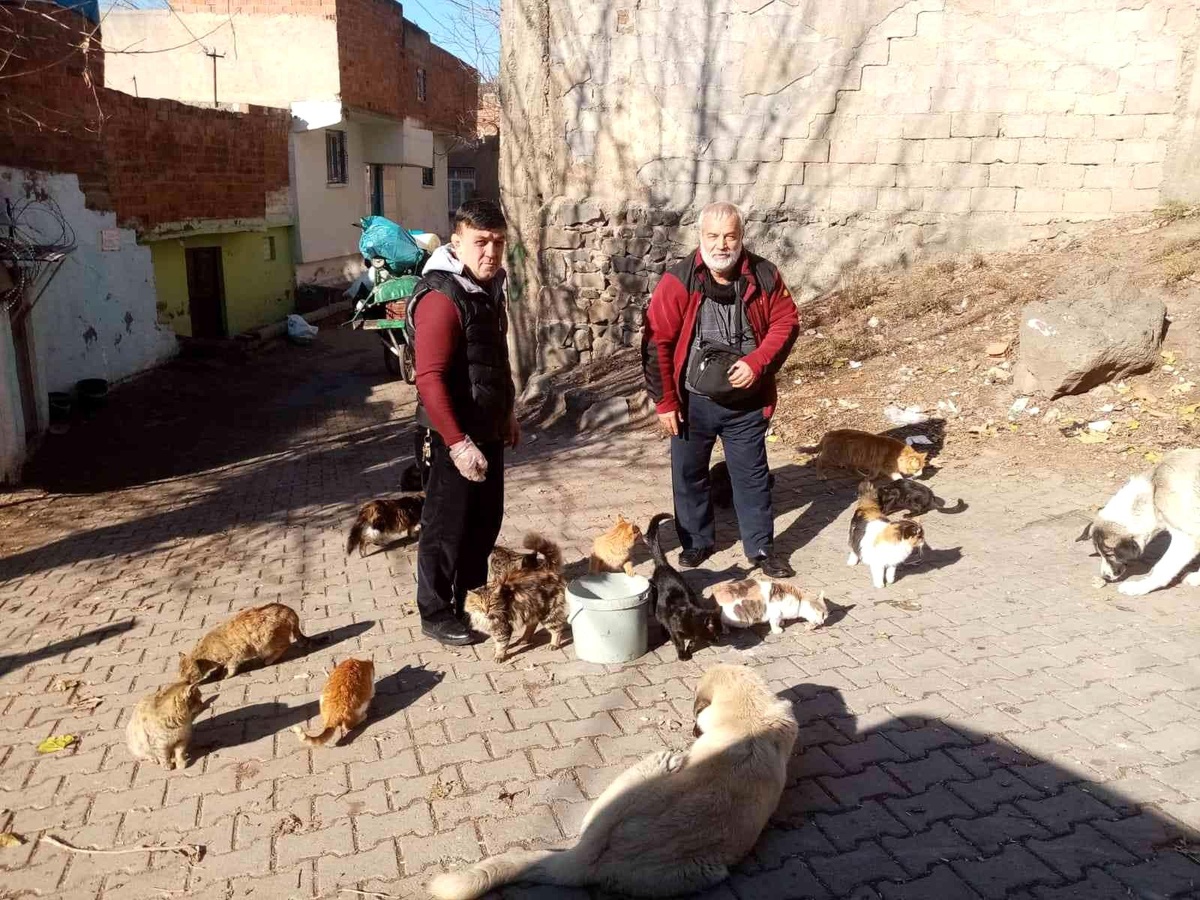 Diyarbakır\'da sokak hayvanları için dernek kuruldu