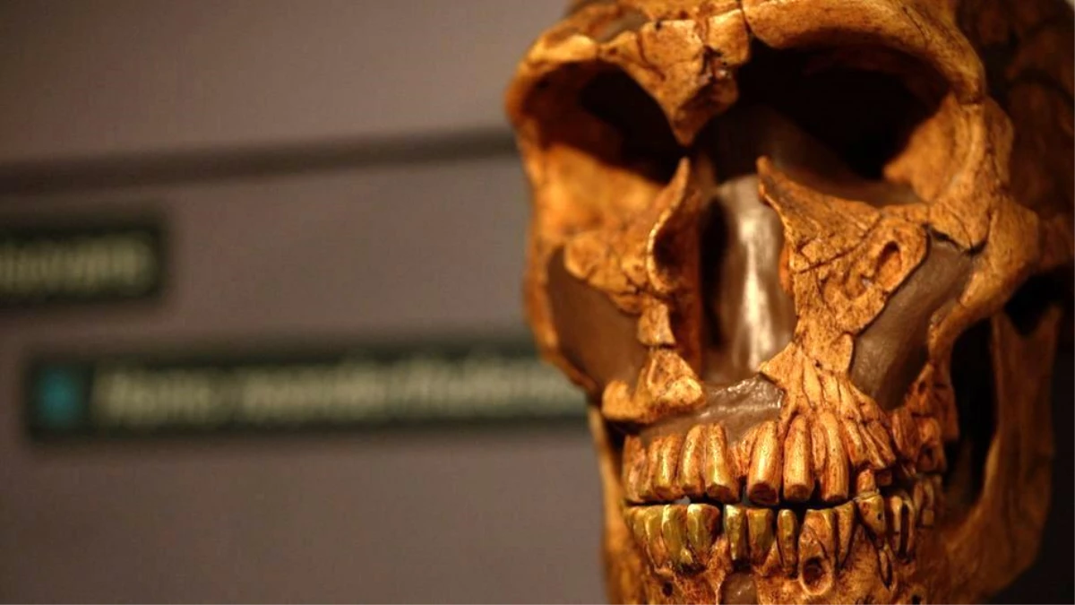 Neandertallerin soyu neden tükendi, köklerini modern insanların ataları mı kuruttu?