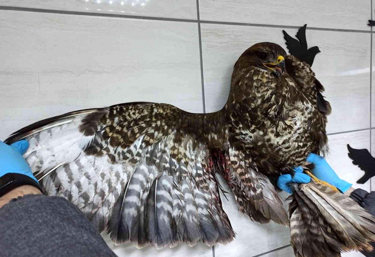 Av Koruma Ekibi yaralı halde buldu