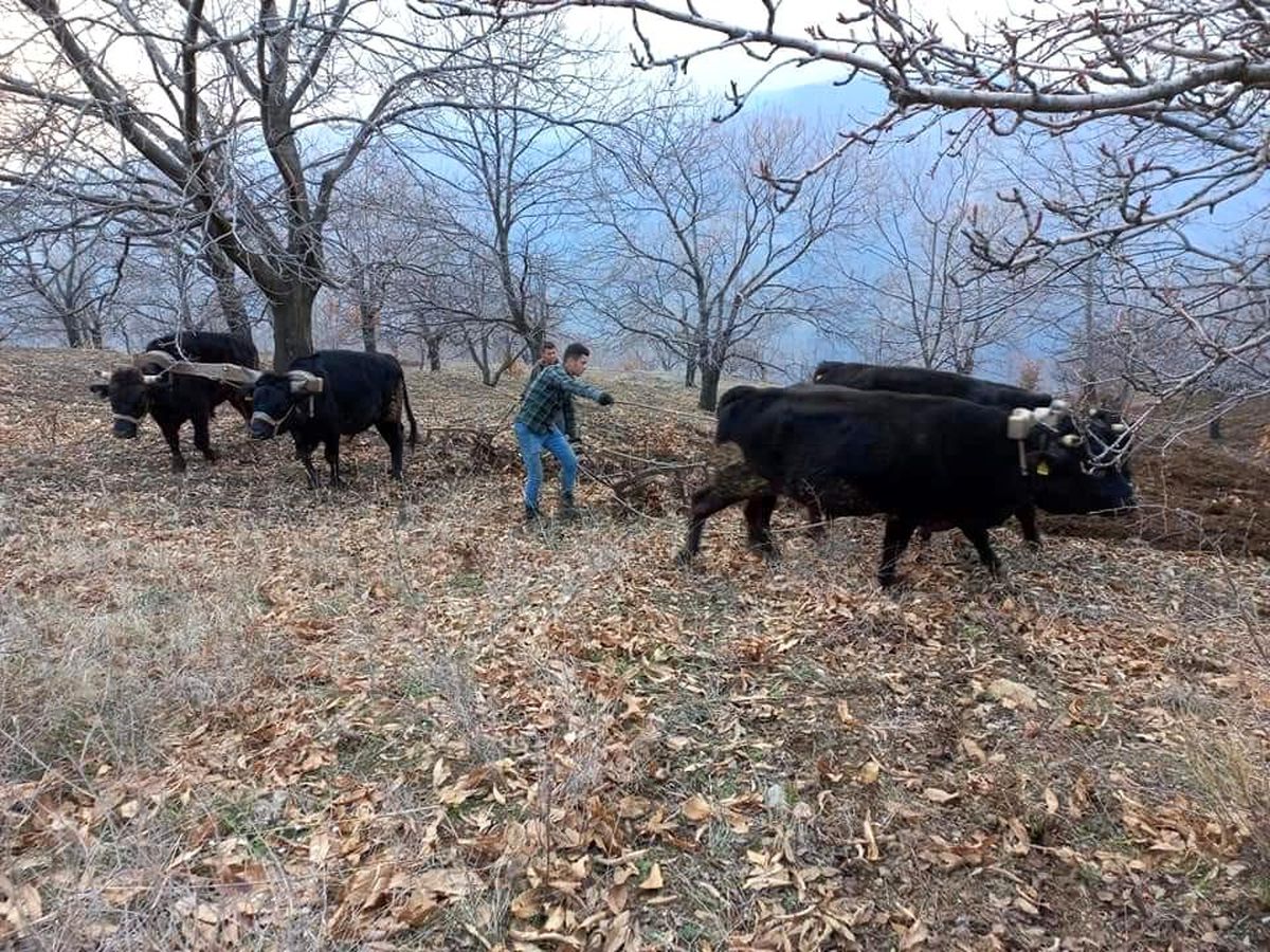 Aydın\'da soğuklar bitti, tarım alanlarında çalışmalar başladı