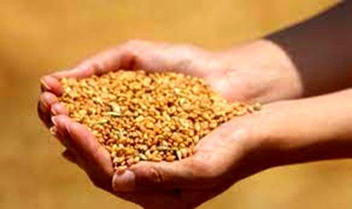 Edirne\'de buğday 4 lira 079 kuruştan satıldı