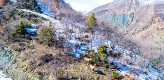 Dağ keçileri drone ile görüntülendi