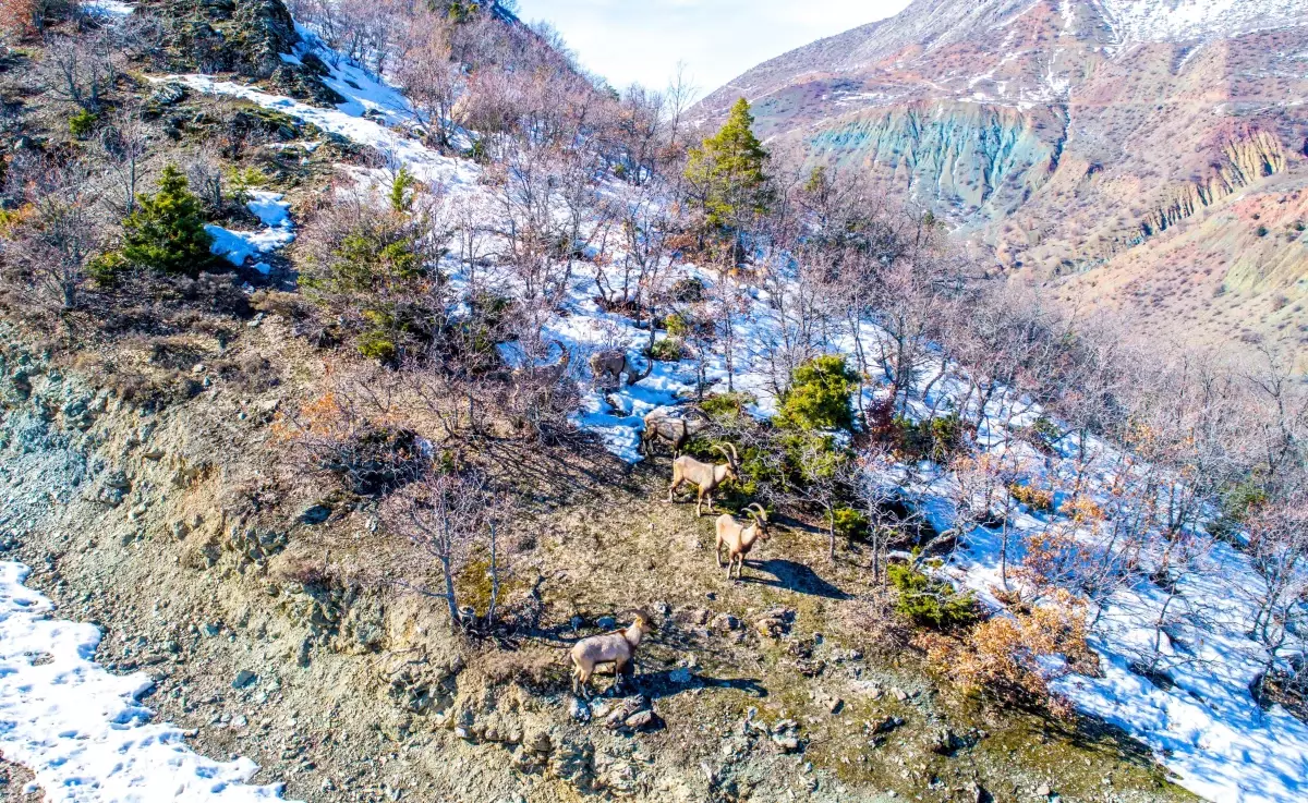 Dağ keçileri drone ile görüntülendi